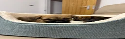 Border Terrier dogs for sale: 4 lovely Border terrier Puppie’s - Advert 6