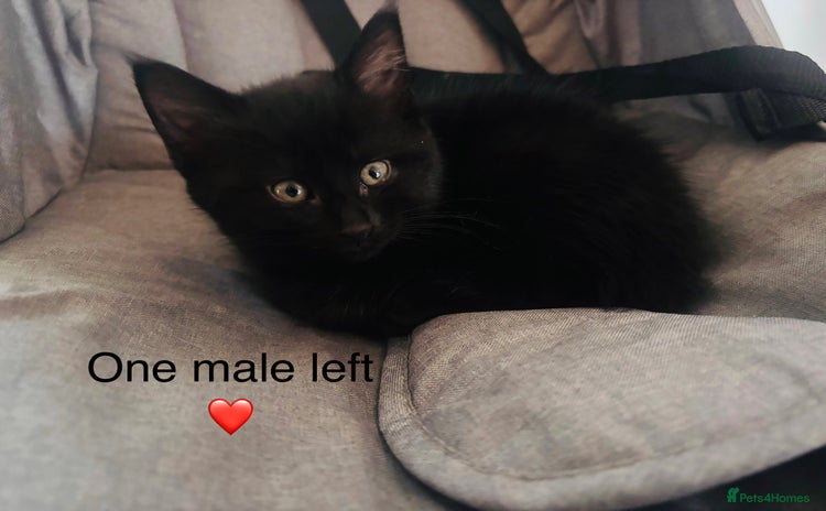 Bombay cats Kitten  - Advert 1