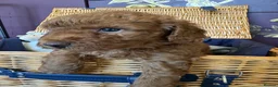 Miniature Poodle dogs for sale: Miniature Poodle puppies.  - Advert 25