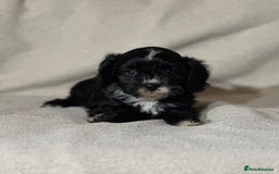 Cavapoo dogs for sale: Gorgeous Cavapoo Puppies  - Image 3