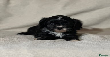 Cavapoo dogs - Advert 6