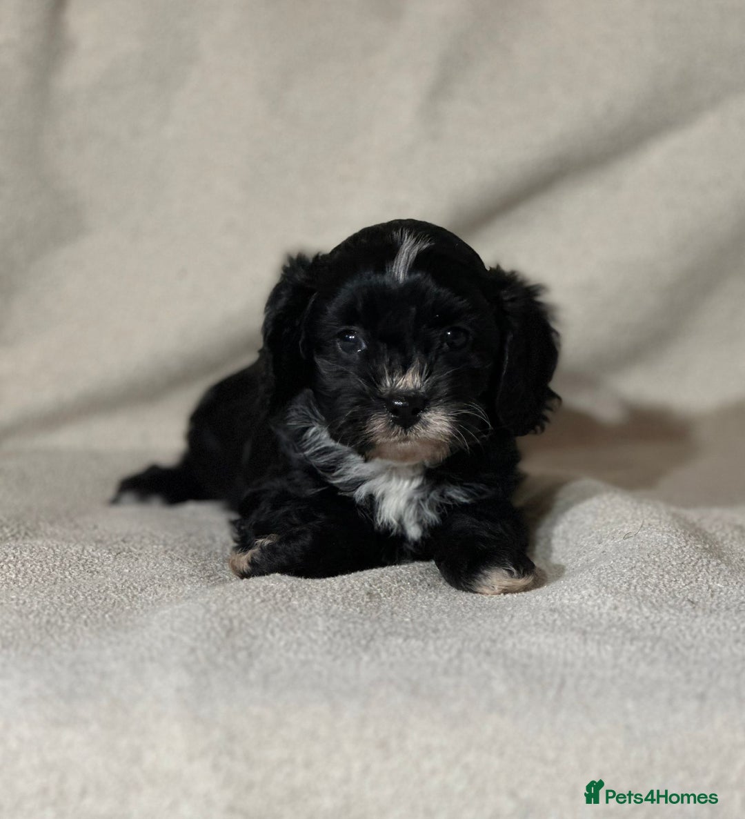 Cavapoo dogs for sale: Gorgeous Cavapoo Puppies  - Image 3