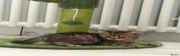 British Shorthair cats for sale: British Blue Shorhair Kittens  - Advert 8