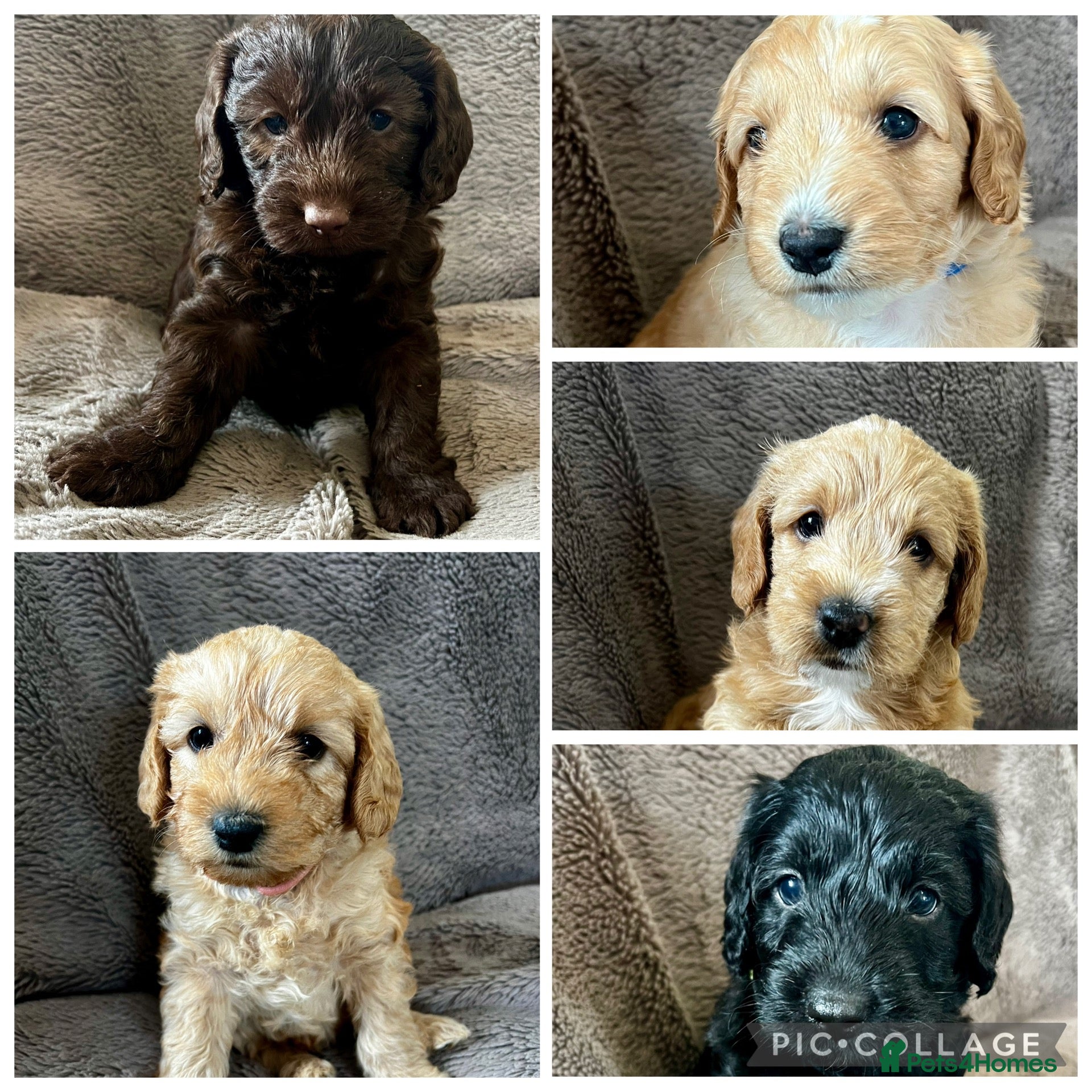 Mixed Breed dogs 9 Australian Labradoodles  - Advert 17