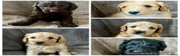 Mixed Breed dogs for sale: 9 Australian Labradoodles  - Advert 7