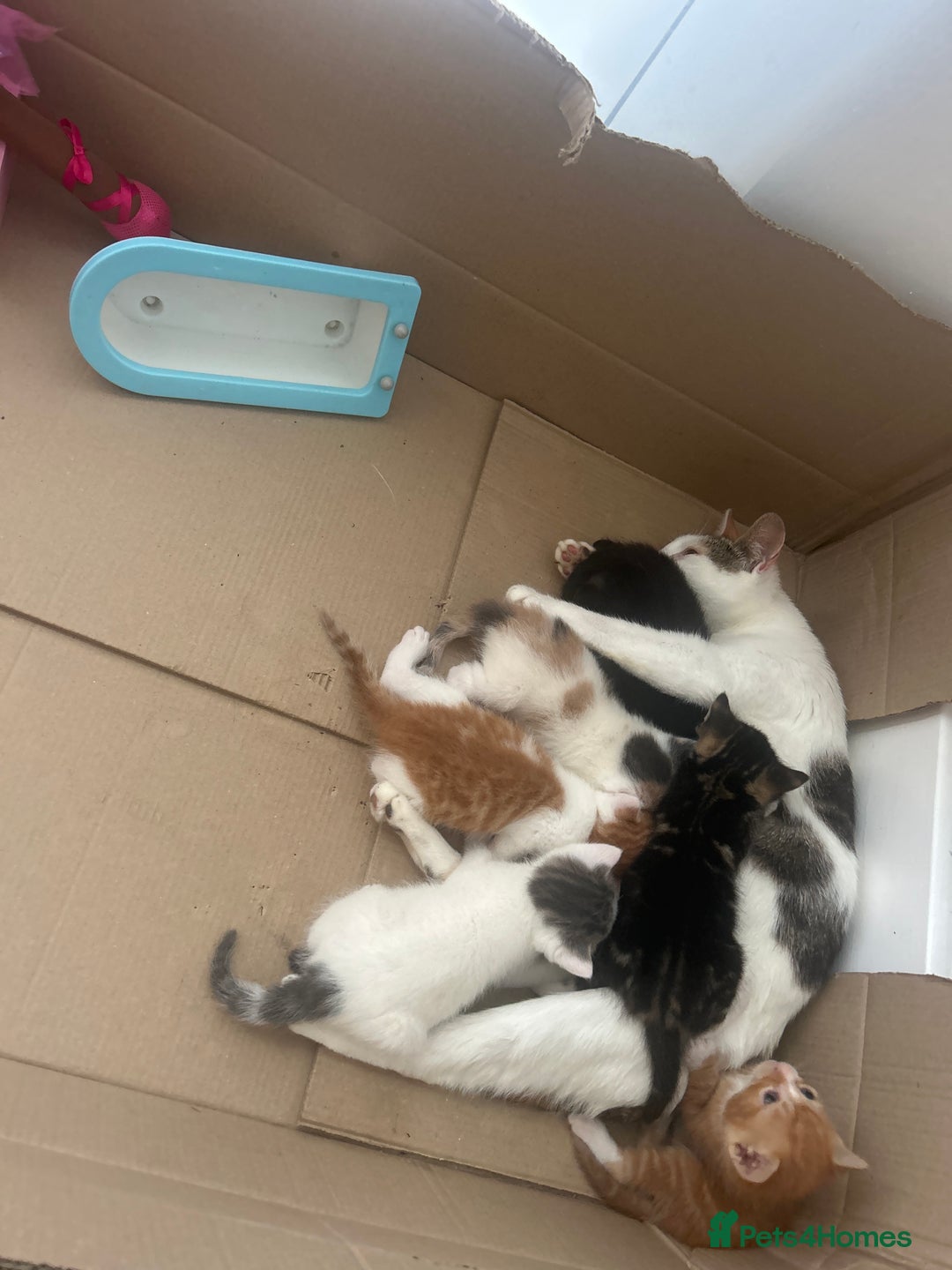 British Shorthair cats for sale: 6 beautiful kittens ready to go! £70 - Image 9