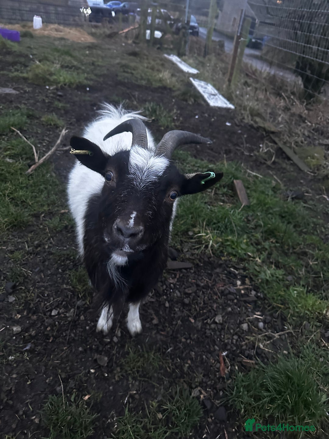 Goats livestock for sale: Pygmy goats  - Advert 7