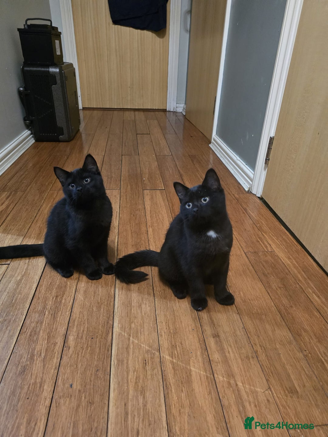 Mixed Breed cats for sale: British Short hair mixed breeds  - Advert 24