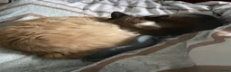 Mixed Breed cats for sale: Coco and kiwi  - Advert 18