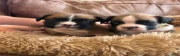 Boxer dogs for sale: Beautiful long and Bob tail kc reg puppies  - Advert 12