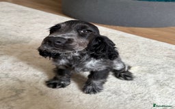Cocker Spaniel dogs for sale: Blue roan show cocker spaniel  - Image 18