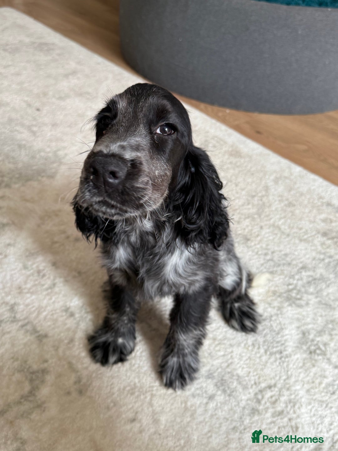 Cocker Spaniel dogs for sale: Blue roan show cocker spaniel  - Image 18