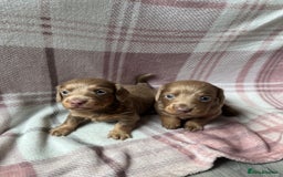 Miniature Dachshund dogs for sale: Miniature dachshunds  - Image 5
