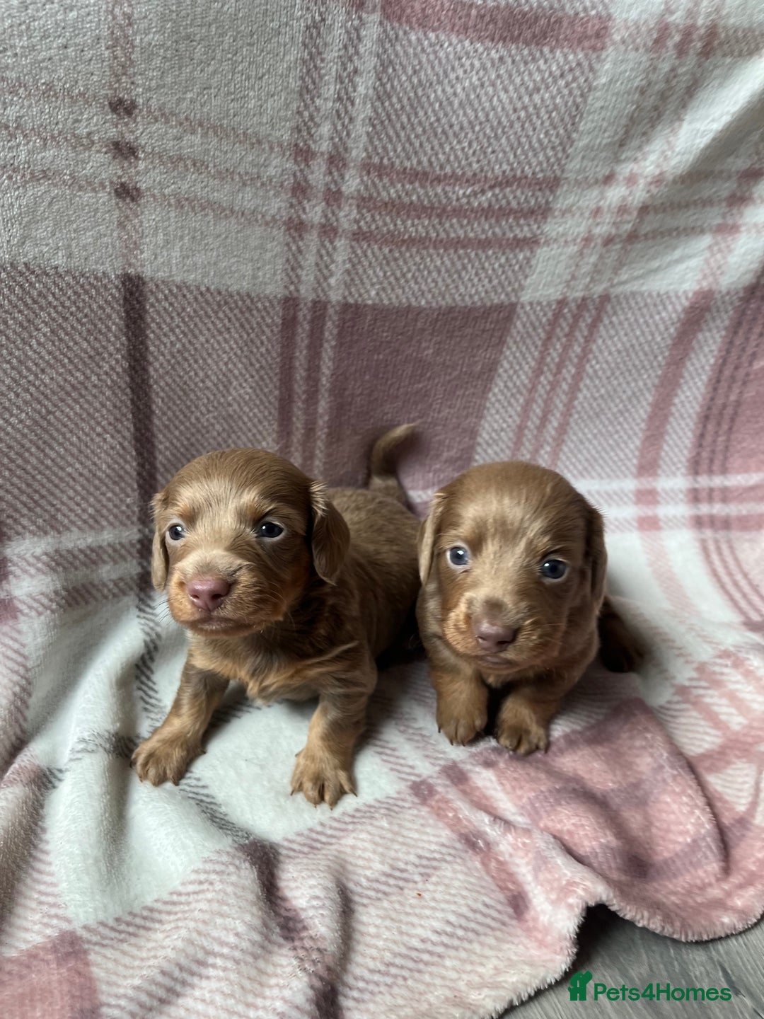 Miniature Dachshund dogs for sale: Miniature dachshunds  - Image 5
