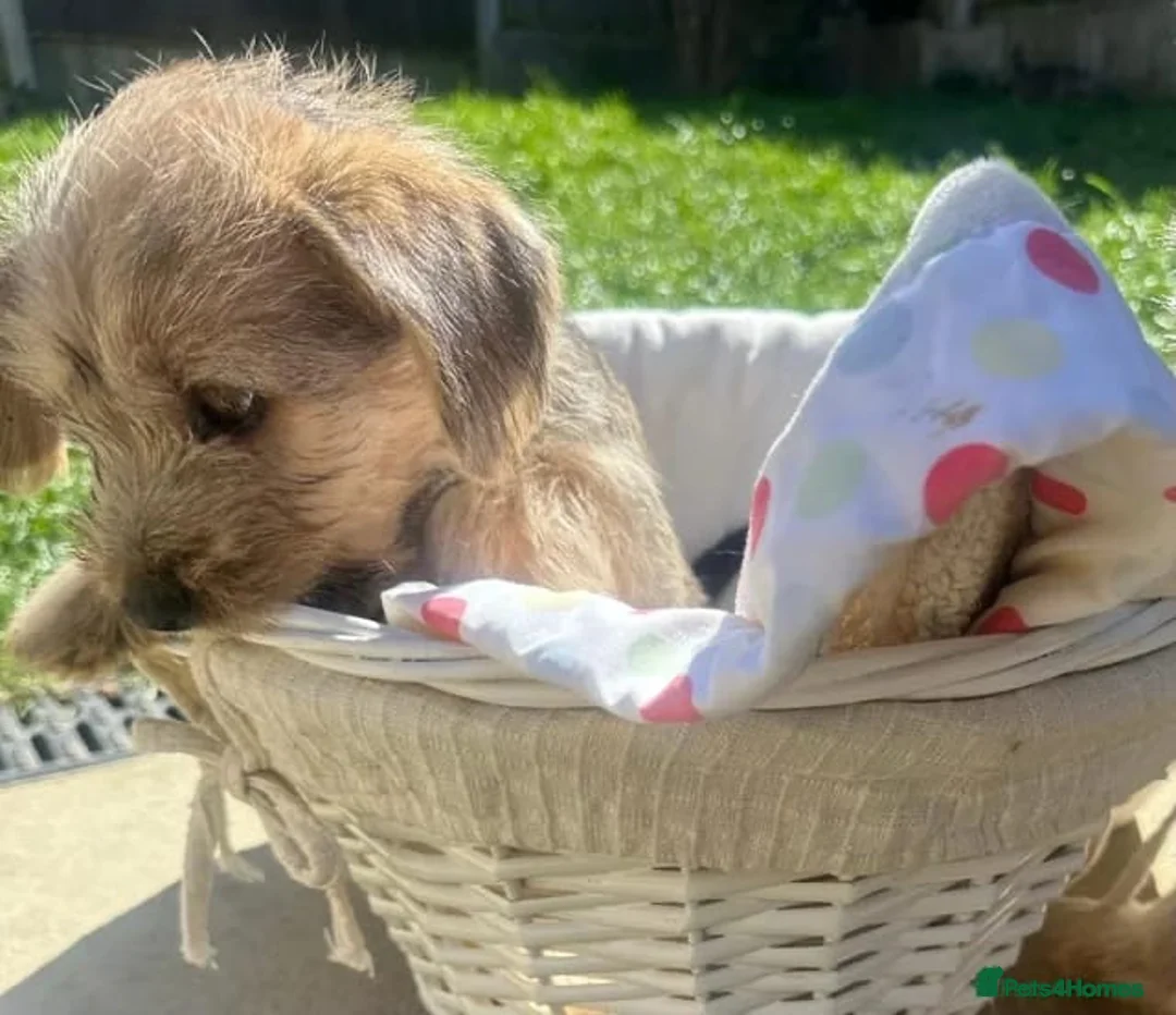 Mixed Breed dogs for adoption: Puppy for adoption 9 weeks old.  - Advert 2