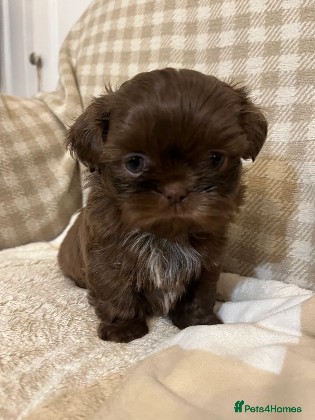 Shih Tzu dogs for sale: Adorable lavender & chocolate Shih Tzu puppies  - Advert 25