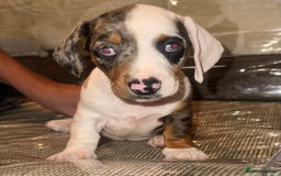Miniature Dachshund dogs for sale: Miniature dachshund puppys - Image 1
