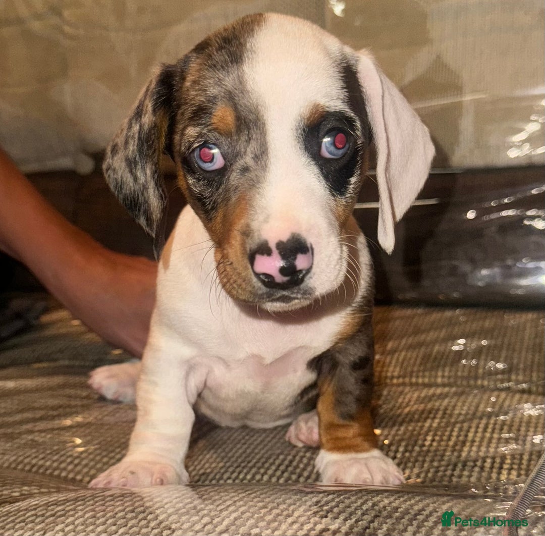 Miniature Dachshund dogs for sale: Miniature dachshund puppys - Image 1