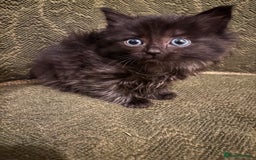 Ragdoll cats for sale: Ragdoll x - Advert 5