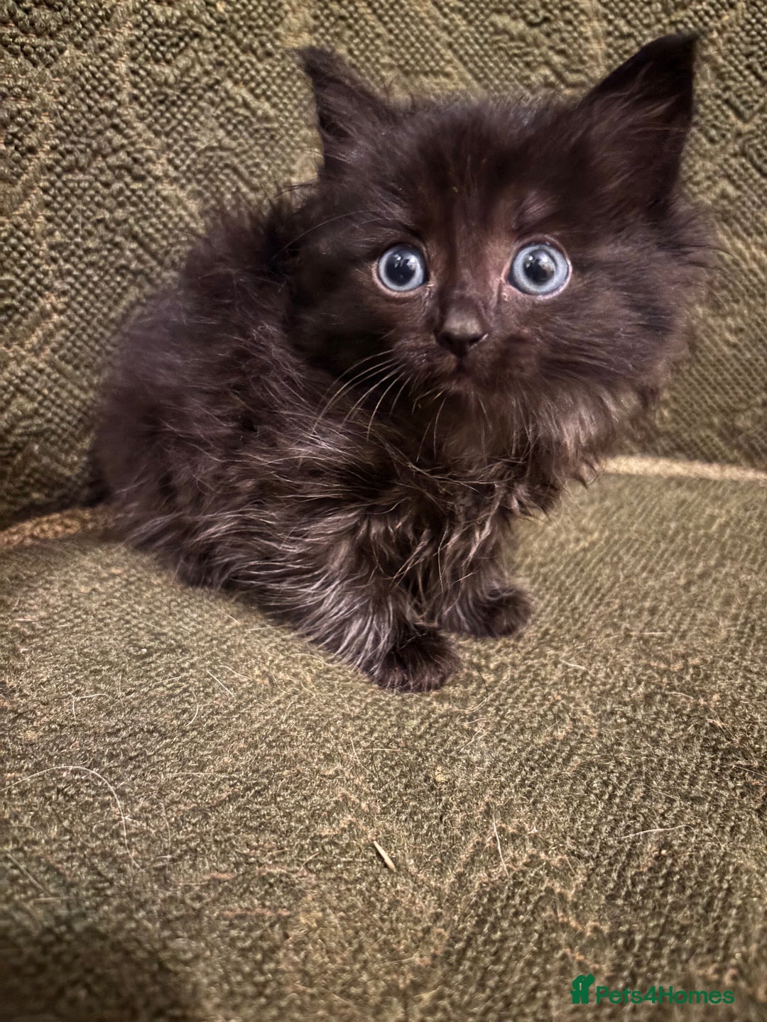 Ragdoll cats for sale: Ragdoll x - Advert 5