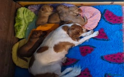 Cocker Spaniel dogs for sale: KC Reg Working Cocker Spaniels (Golden) - Image 5