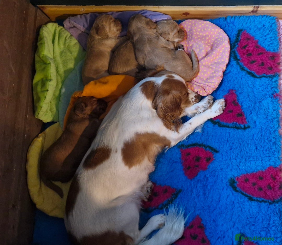 Cocker Spaniel dogs for sale: KC Reg Working Cocker Spaniels (Golden) - Image 5
