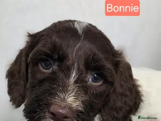 Cockapoo dogs Adorable cockapoo puppies - Advert 1