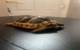 Tortoise reptiles for sale: Spur-thighed tortoise  - Image 1