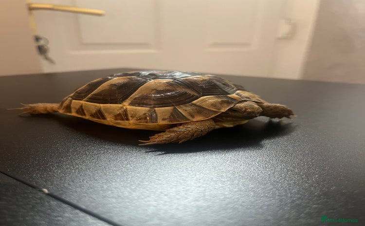 Tortoise reptiles - Advert 2