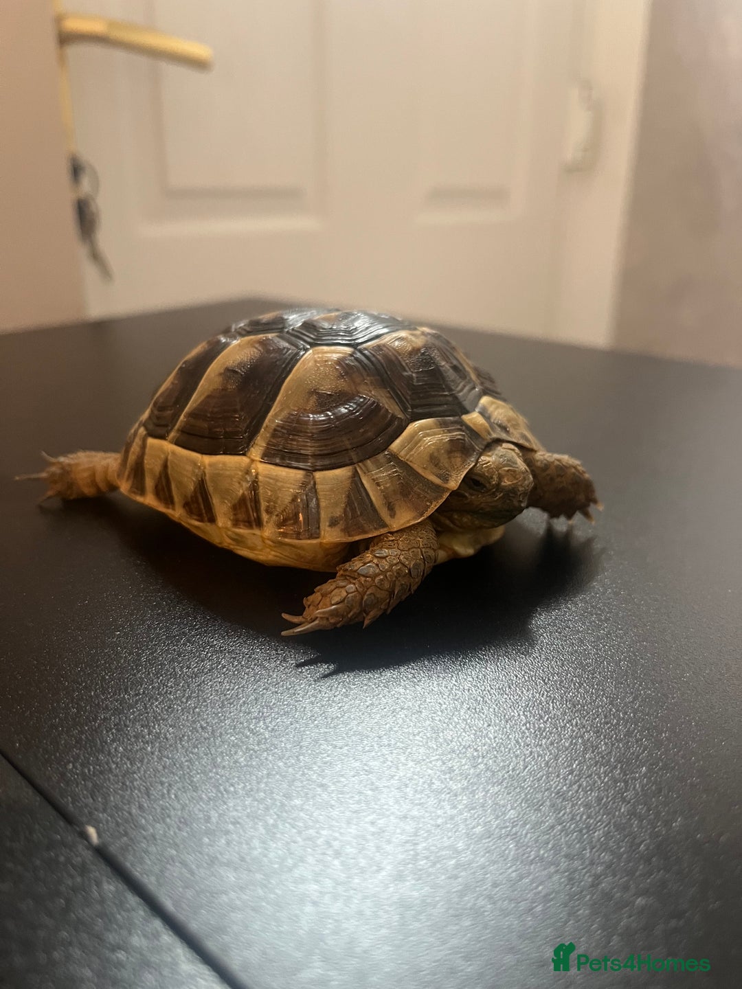 Tortoise reptiles for sale: Spur-thighed tortoise  - Image 1