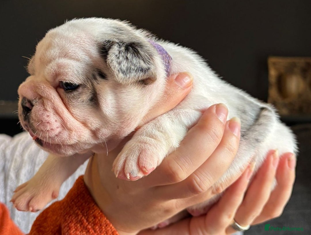 French Bulldog dogs for sale: 9 Beautiful French Bulldog Puppies for Sale - Image 13