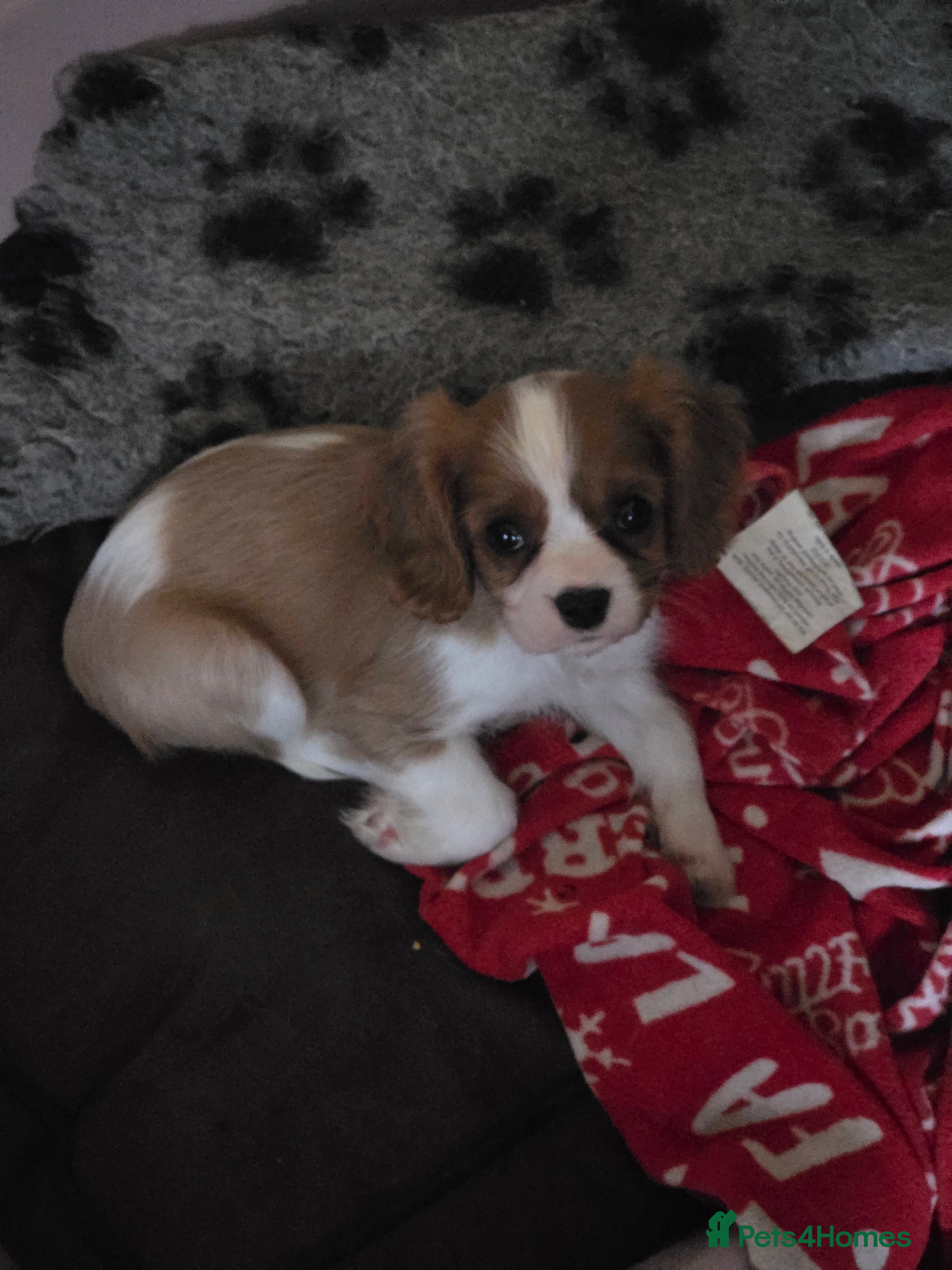 Cavalier King Charles Spaniel dogs Ready Now Gorgeous Cavalier King Charles Puppie - Advert 14