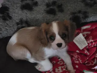 Cavalier King Charles Spaniel dogs Ready Now Gorgeous Cavalier King Charles Puppie - Advert 14