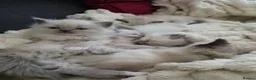 Ragdoll cats for sale: Ragdoll Kittens for sale - Advert 12