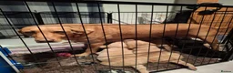 Labrador Retriever dogs for sale: Labrador Pups KC Reg.  - Advert 19