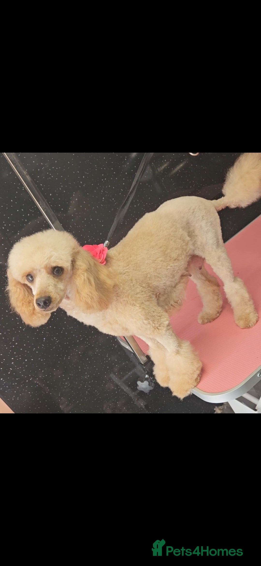 Maltipoo dogs for sale: Quality Champion Apricot Teddy toy Maltipoo's 🧸 - Image 13