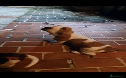 Basset Hound dogs for sale: Red and white basset boy available  - Image 9