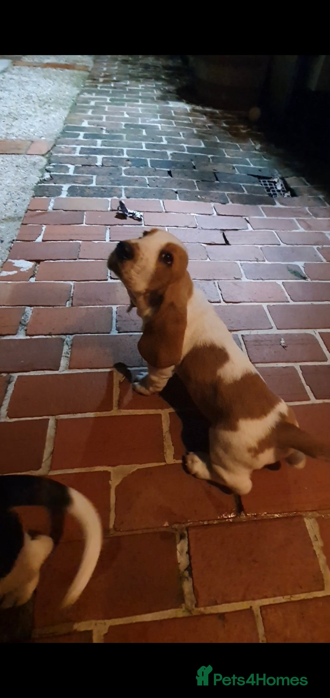 Basset Hound dogs for sale: Red and white basset boy available  - Image 9