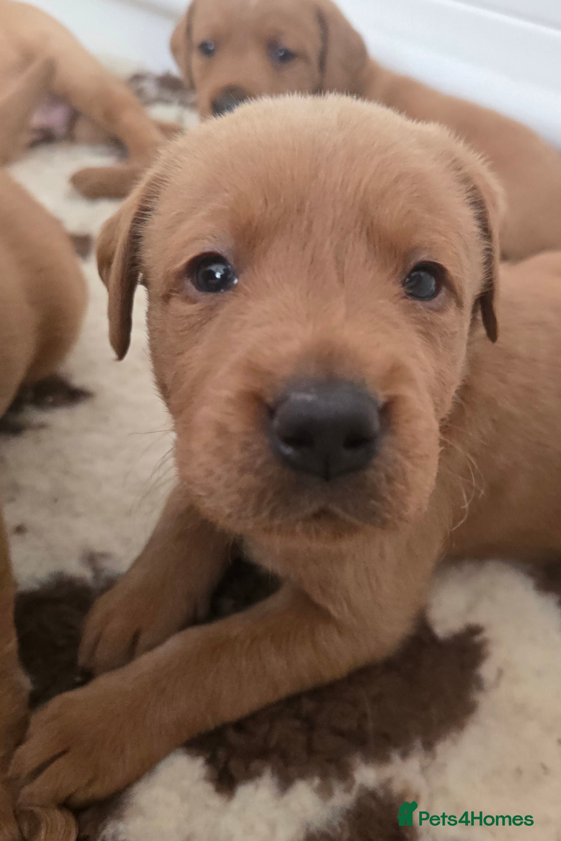 Labrador Retriever dogs Stunning KC registered Labrador puppies - Advert 2