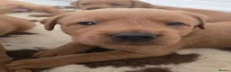 Labrador Retriever dogs for sale: STUNNING FOX RED BOYS - READY TO GO - Advert 36
