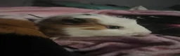 Guinea Pig rodents for sale: 2 guniea pigs for sale, urgently trying to rehome in Walsall - Advert 5