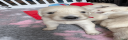 Golden Retriever dogs for sale: *NEW LITTER* GOLDEN PUPPIES! OPEN FOR RESERVATION! - Advert 13