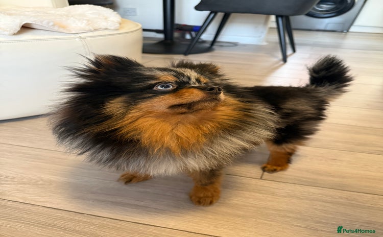 Pomeranian dogs - Advert 1