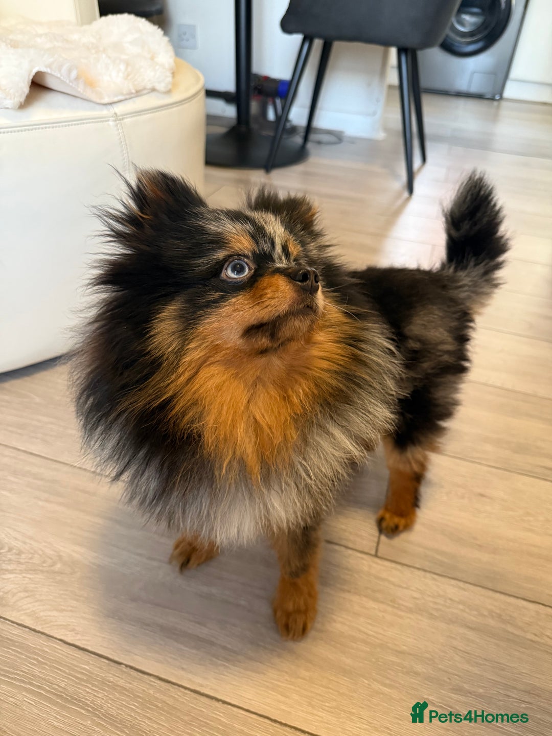 Pomeranian dogs for sale: miniature Pomeranian - Image 1