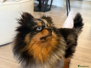 Pomeranian dogs - Advert 1