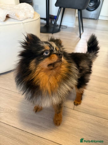 Pomeranian dogs - Advert 1