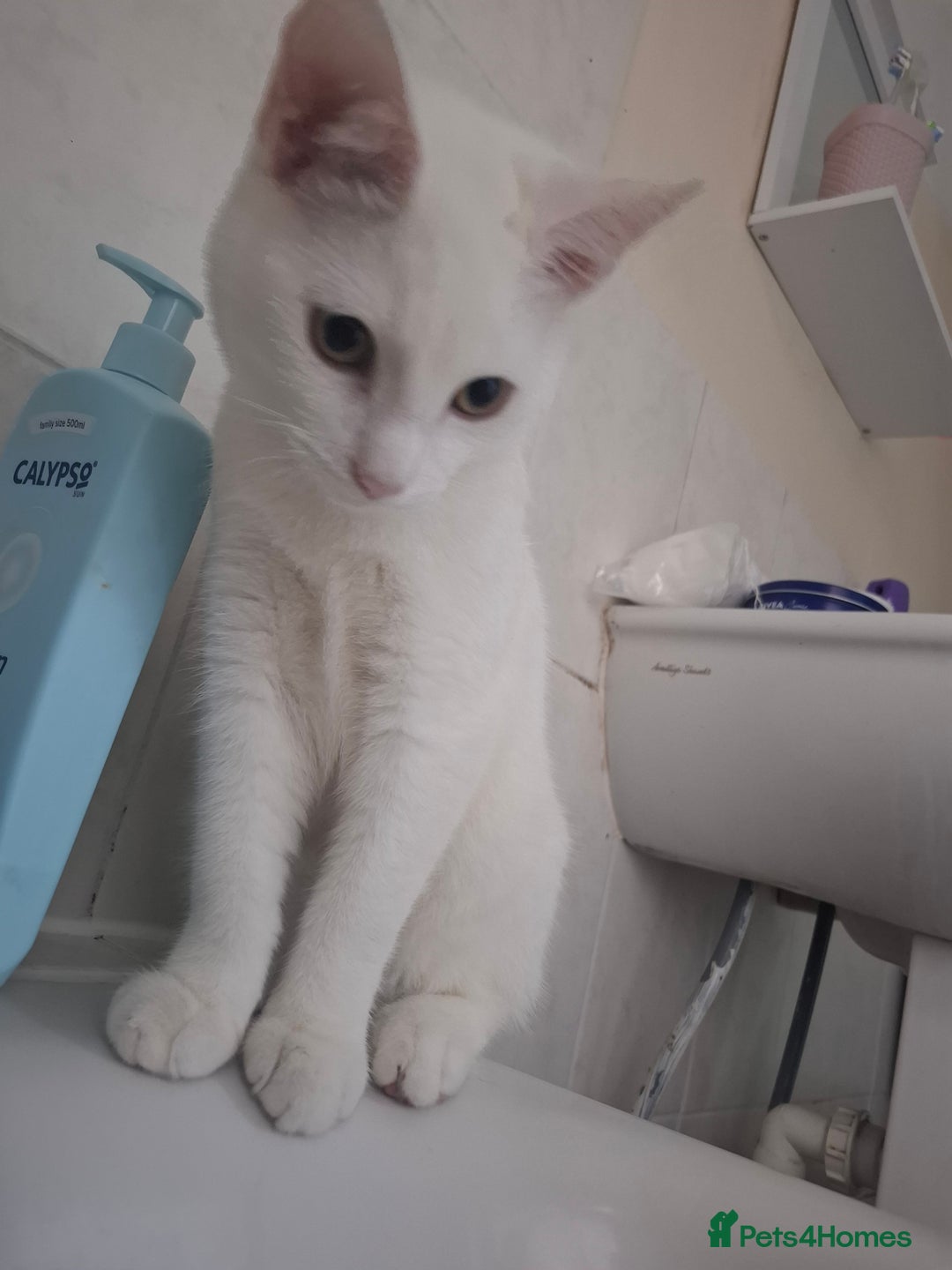 Devon Rex cats for sale: Luna  - Image 6