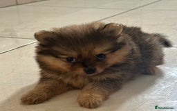 Pomeranian dogs for sale: Pomeranian female puppy  - Image 6
