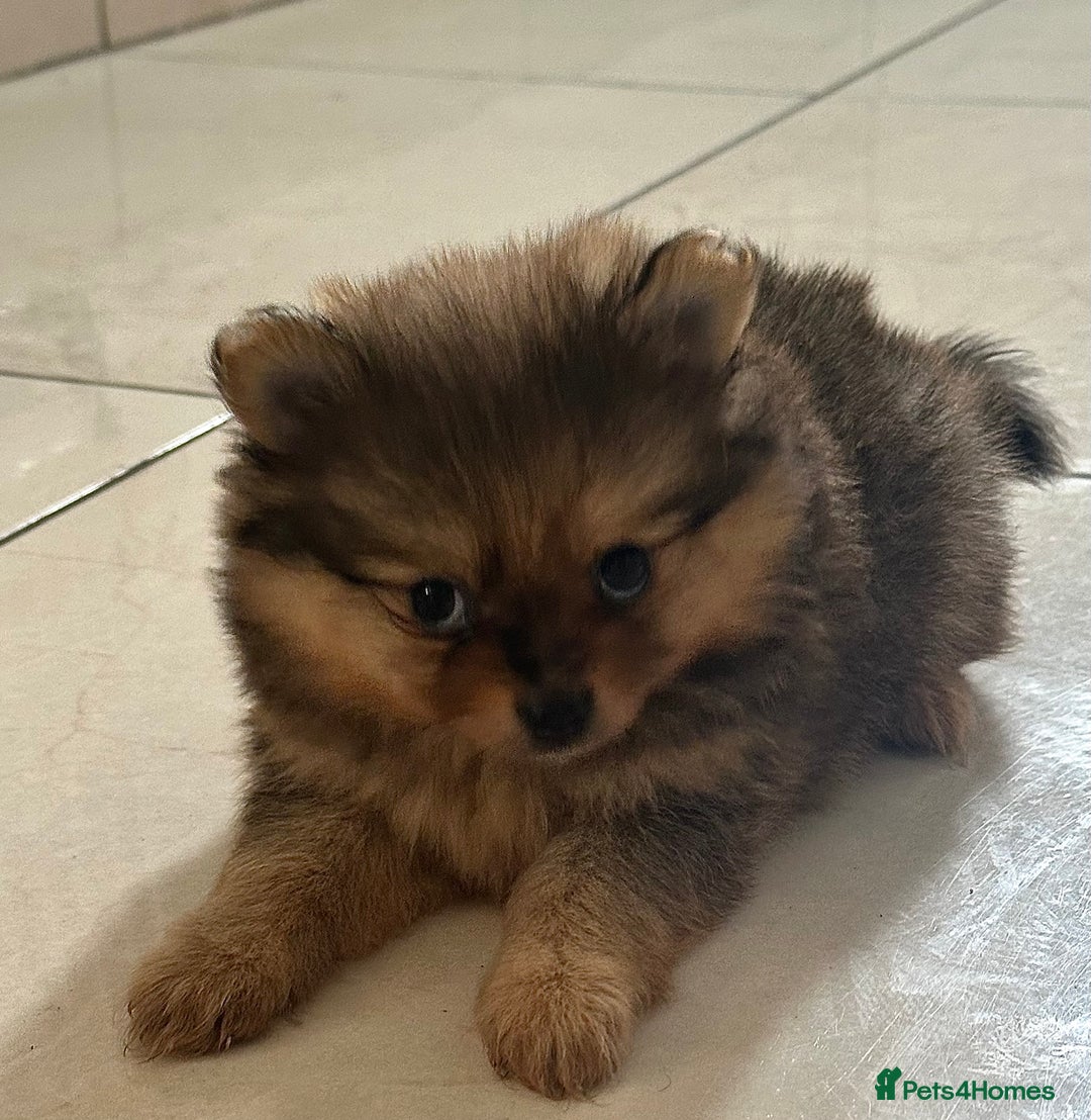 Pomeranian dogs for sale: Pomeranian female puppy  - Image 6