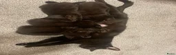 Mixed Breed cats for sale: 4 beautiful black kittens for sale!!! - Advert 2